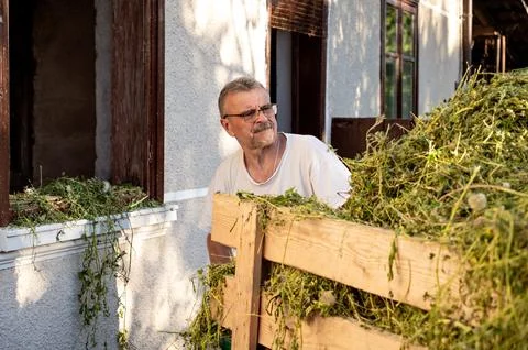 Senior man loading hay in front of his house on a sunny day Stock Photos