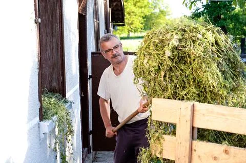 Senior man loading hay in front of his house on a sunny day Stock Photos