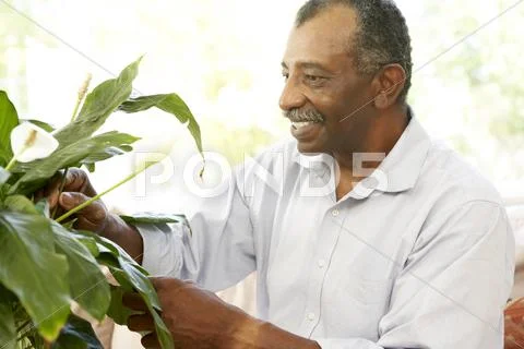 Senior man looking after houseplant Stock Photos