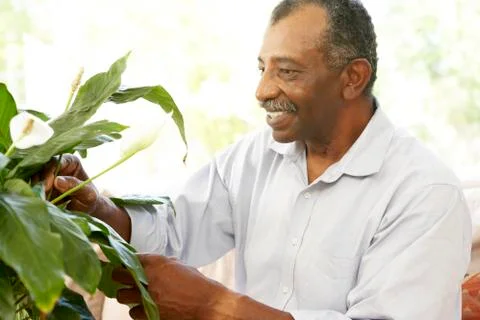 Senior man looking after houseplant Stock Photos