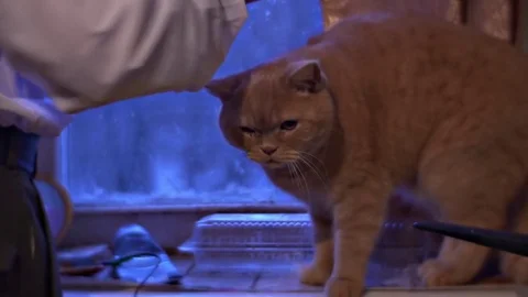 Senior Man Pets Red Cat the Friends Are Looking Through Window Lonely Grandad Stock Footage 72229805