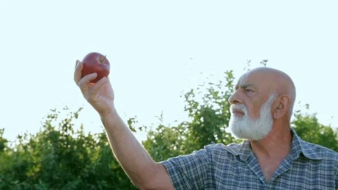 Senior man picking apples in his orchard. He examining the apple production. The Stock Footage 77995230