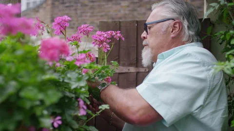 Senior man pruning dead flowers growing amidst the fresh bunch in his garden Stock Footage 136423822