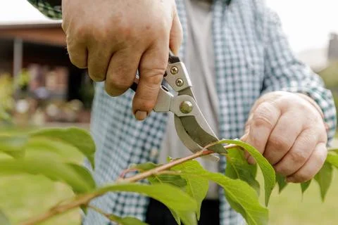Senior Man Pruning Tree Branch With Shears in Backyard Garden Stock Photos