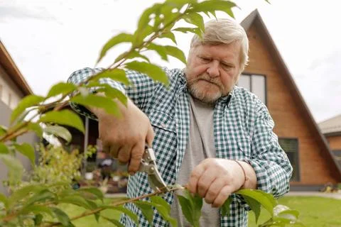 Senior Man Pruning a Tree in His Backyard Garden Stock Photos