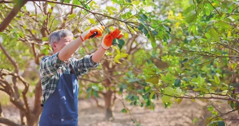 Senior man pruning trees Stock Footage 149594438