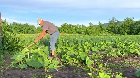 Senior man remove weeds from the pumpkin bed. Farmer in garden at home.  Stock Footage 269716953