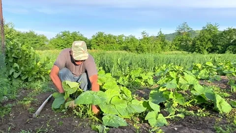 Senior man remove weeds from the pumpkin bed. Farmer in garden at home.  Stock Footage 269717353