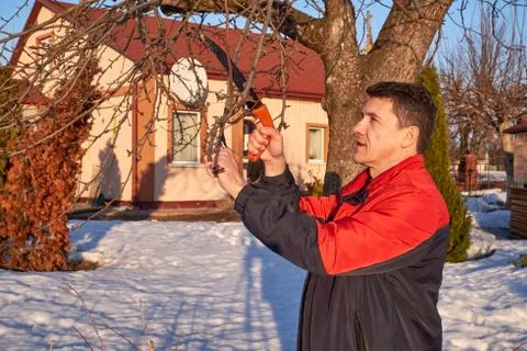 Senior man with shears in hand pruning tree branches in early spring Stock Photos