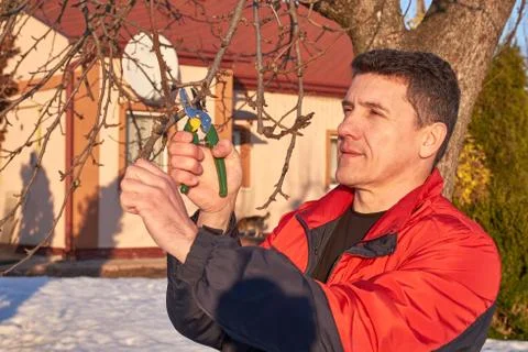 Senior man with shears in hand pruning tree branches in early spring Stock Photos