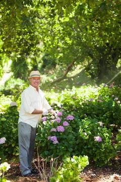 Senior man tending hydrangea bushes in shaded garden with straw hat and white Stock Photos
