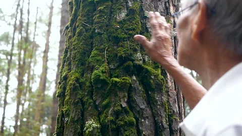 Senior man touching on old tree gently. Nature protection concept.  Video stock 137690053