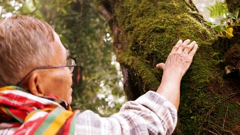 Senior man touching on old tree gently. Nature protection concept.  Stock Footage 138334480