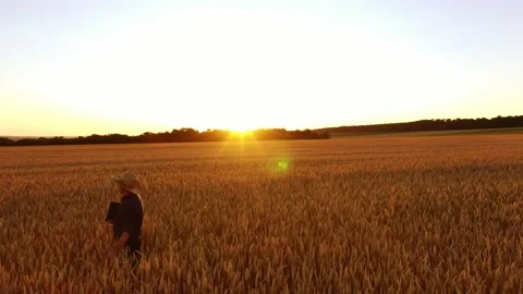 Senior man in wheat field Stock Footage 135108225