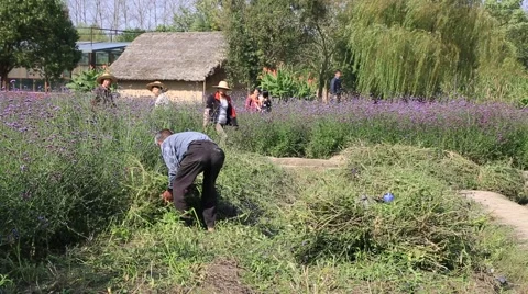 Senior man working in the flowerfields in the ancient water town Stock Footage 56814330