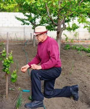 Senior old man eldery caring for grape bush in his garden Stock Photos
