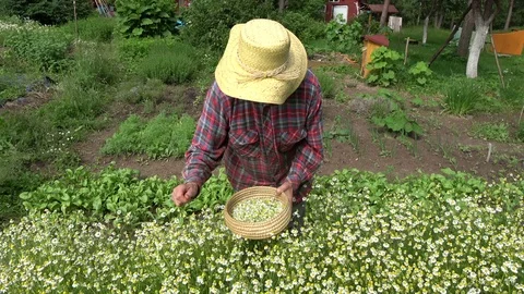 Senior pensioner woman picking fresh medical chamomile flowers Stock Footage