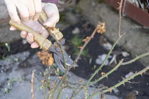 A senior person uses pruning shears to trim thorny rose bush stems in a home Stock Photos