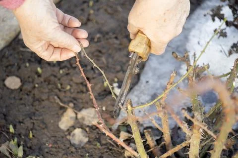 A senior person uses pruning shears to trim thorny rose bush branches in a Stock Photos