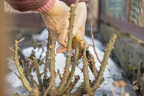 A senior person uses pruning shears to trim thorny rose bush stems in a garden Stockfoto's