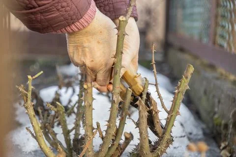 A senior person uses pruning shears to trim thorny rose bush stems in a garden Stockfoto's