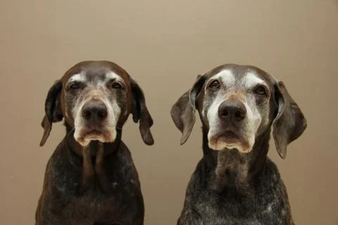 Senior pointer sisters, almost 13 years old Stock Photos