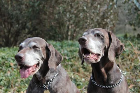 Senior pointer sisters, german shorthaired pointers Stock Photos