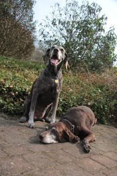 Senior pointer sisters, german shorthaired pointers Stock Photos