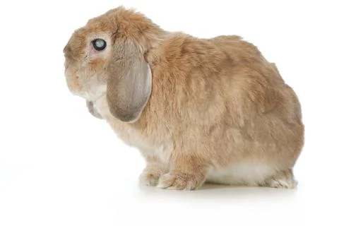 Senior rabbit Stock Photos