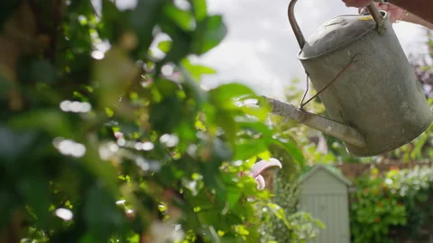 Senior retired man using a watering can to water his flowers and plants in his g Stock Footage 136410128