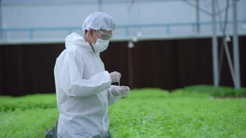 Senior Scientist analyzing plants on vegetable. Hydroponics process at lab. Stock Footage 163779571