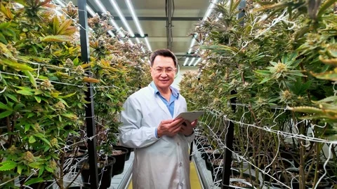Senior scientist in lab coat holding a tablet while inspecting mature cannabis Stock Footage 309609366