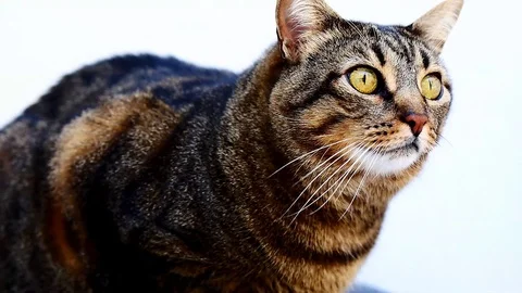 Senior Tabby Cat Video stock 99183125