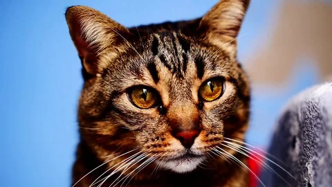 Senior tabby cat Stock Footage 99296623