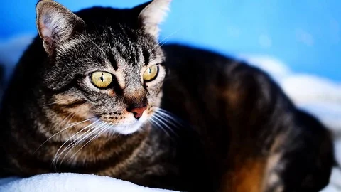 Senior tabby cat Stock Footage 99304936