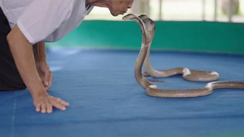 King Cobra Handler Retires After Kissing Snakes For 30 Years