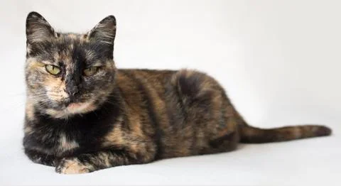Senior tortoiseshell cat looking at camera and judging. Cat with piercing yellow Stock Photos