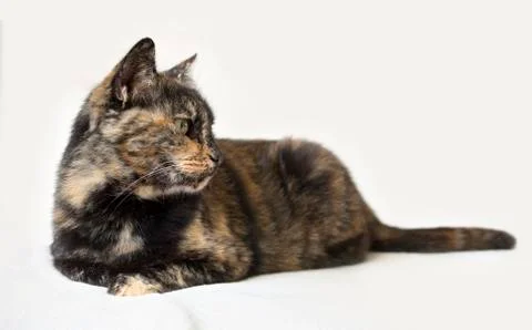 Senior tortoiseshell cat lying down and looking attentively to the right Stock Photos