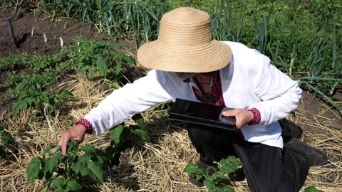 Senior ukrainian man in straw hat using digital tablet on summer garden. Elder m Stock Footage 346375117