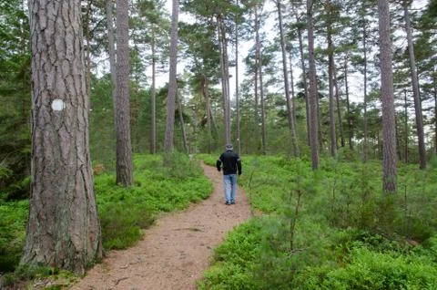 Senior walks in a pine forest Stock Photos