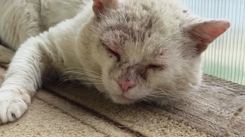 Senior white cat resting, appearing neglected and unwell, showing patches of 스톡 동영상 336177791