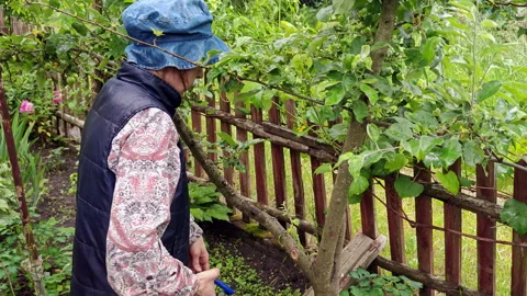 Senior Woman Pruning Fruit Tree Branches with Shears in Garden Stock Footage 337061121