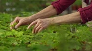 Senior Woman Touching Leaves Of Young Plants Stock Footage