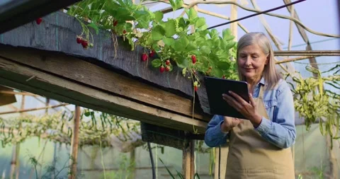 Senior woman using digital tablet and handling orders of her homegrown organic Stock Footage 244489421
