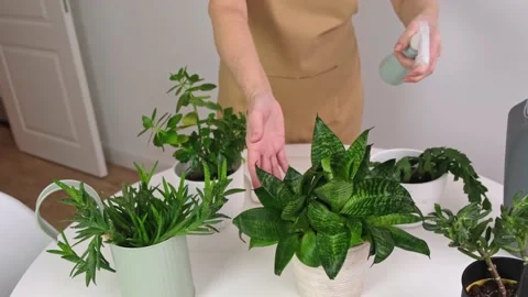 Senior Womans hands are spraying for House Plant Stock Footage 169573687
