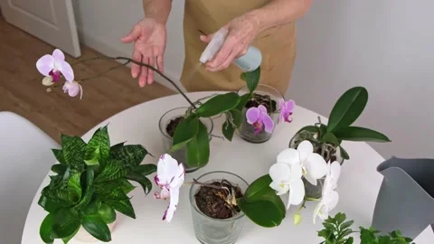 Senior Womans hands are spraying for House Plant orchids Stock Footage 169573870
