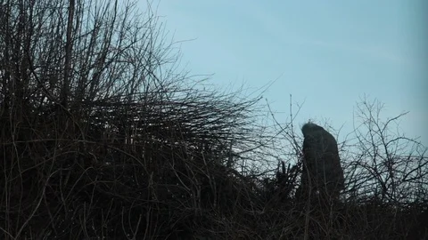 Senior working in the forest Stock Footage 103720694