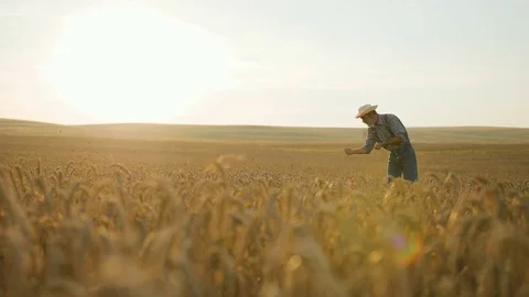 Seniour male farmer checking wheat quality in hands in the golden field at the Stock Footage 78795993