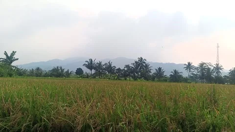 Senja di Balik Bukit , HD Stock Footage 336476412
