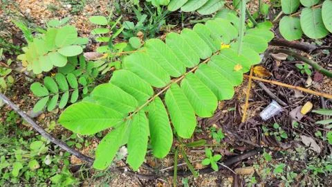 Senna alata leaf Photos